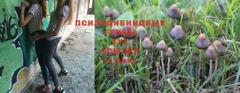 Псилоцибиновые грибы Psilocybe  цена   ОМГ ОМГ вход  Котовск 